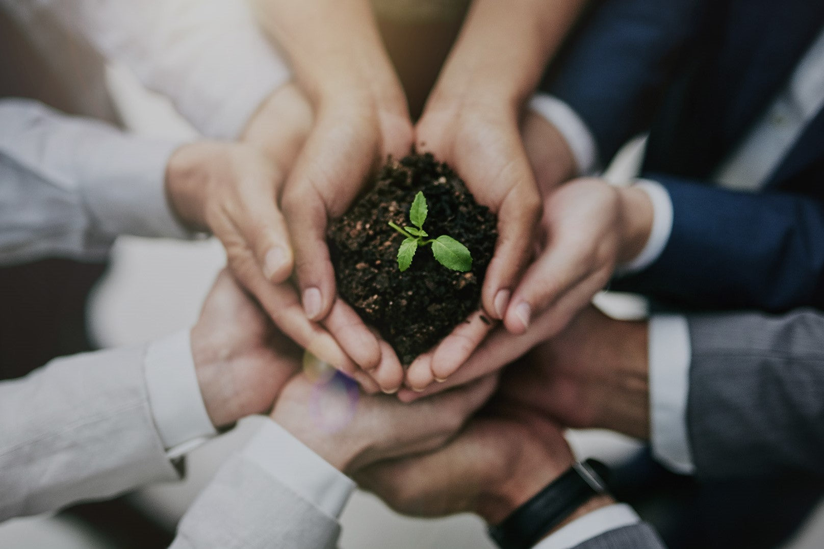 People in Suits Supporting a Sapling Using Their Hands