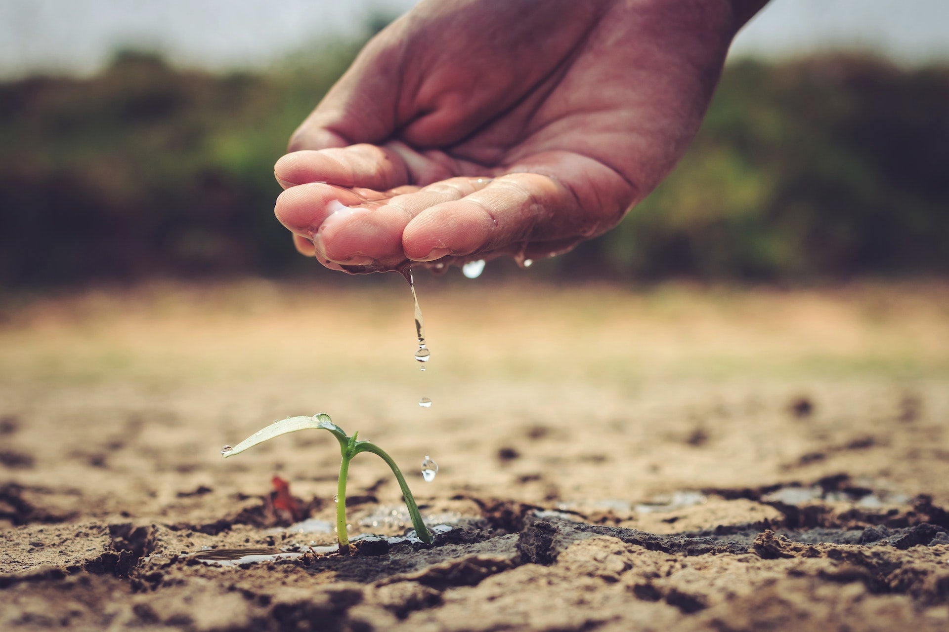 Hand Cupping Water Over Sapling Planted in Dry Cracked Soil